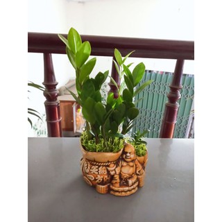 Cây Kim Tiền Chậu Ông Phật
