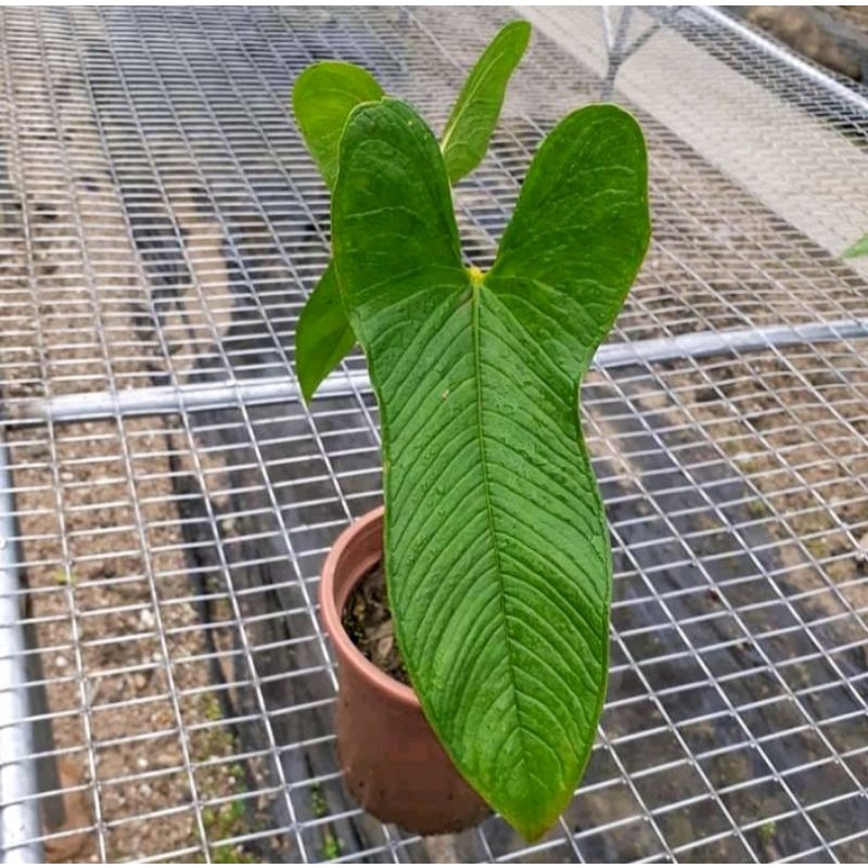 Áo Thun In Hình Anime Anthuriums_Argyrostachyum Thời Trang