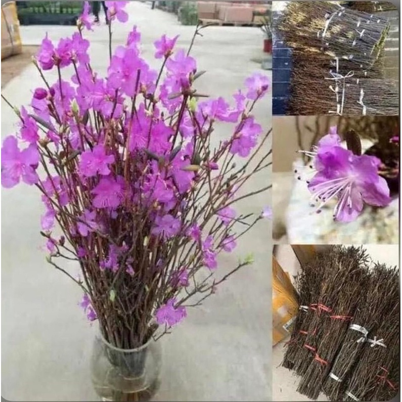 hoa đỗ quyên ngủ đông