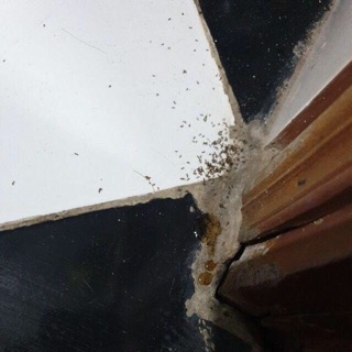 Thuốc diệt kiến dán tận gốc