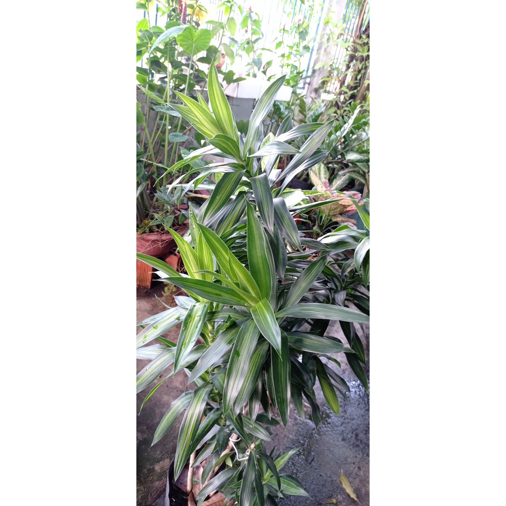 Trúc bách hợp - cắt cành 30-40cm