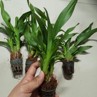 Hoa lan vũ nữ Damsay giống