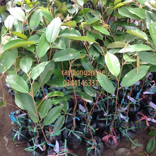 Cây sầu riêng ri 6
