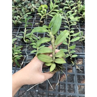 Phi Điệp 5ct Cây Con