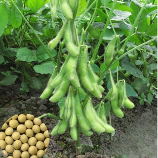 RD Đậu Nành rau Nhật Bản (10g)