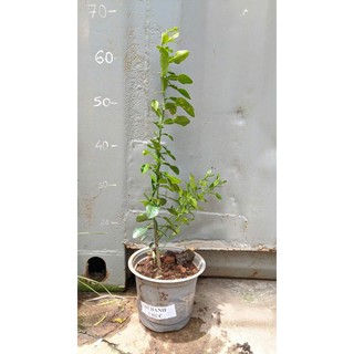 Cây Giống Chanh Chúc