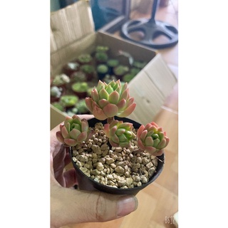 SEN ĐÁ THỤ MINI CHỈ 55K