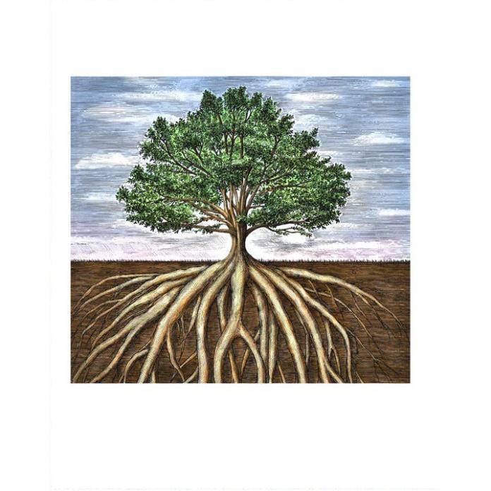 Phân bón hữu cơ cao cấp thế hệ mới Dry Roots 2 nhập khẩu Hoa Kỳ