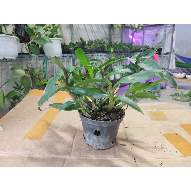 Hoa lan hibiki sắp hoa