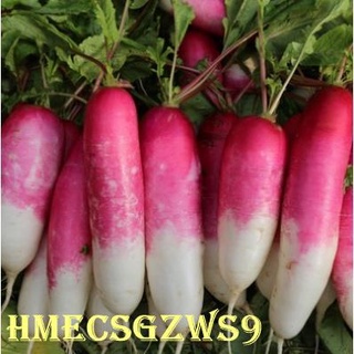 Combo 4 loại Hạt giống cà rốt, hạt giống củ cải cherry, củ dền trắng , củ dên đỏ