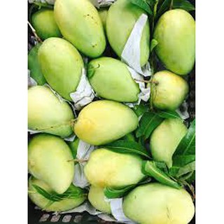 Cây giống Xoài Tứ Quý. ( Cho trái quanh năm)