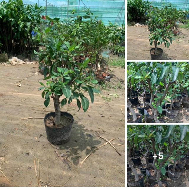 Cây táo bonsai