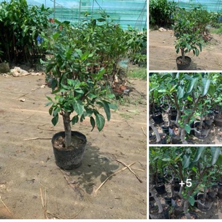 Cây táo bonsai