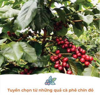 Cà phê Robusta Lâm Đồng - Túi 250gr (Dạng Bột)