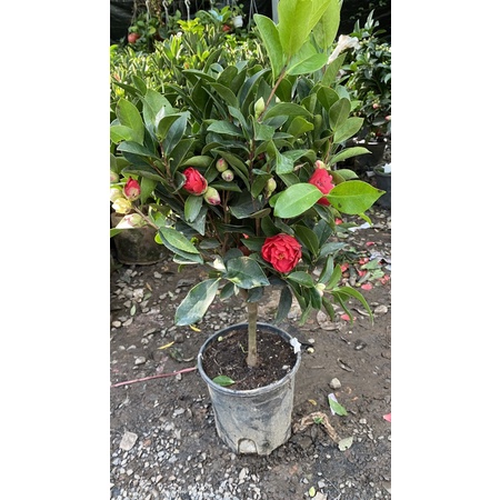 Cây Trà My Cánh Kép Đỏ Nhiều Bông