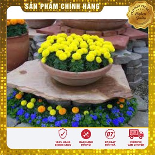 Hạt Giống Hoa Cúc Vạn Thọ Mỹ Mix -50 hạt