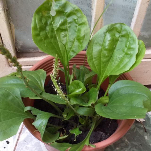 hạt giống cây mã đề(cây rau, cây thuốc)