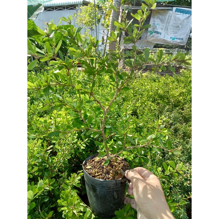 Cây linh sam siêu bông