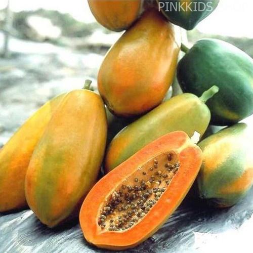 Hạt Giống đu đủ lai dễ trồng TOTT's fertilizer