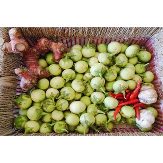 Hạt giống cà pháo xanh cao sản