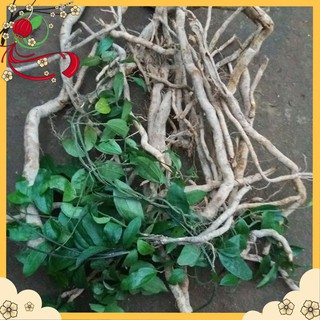 [Rẻ Vô Địch] Sâm Xuyên Đá Loại I 🍀 Tăng Sức Bền Cho Cơ Thể 🍀 500G NK102