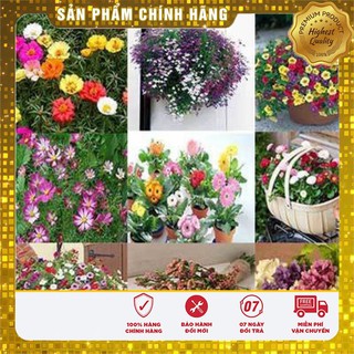 COMBO 10 Loại hạt giống hoa mùa xuân đẹp cho vườn nhà
