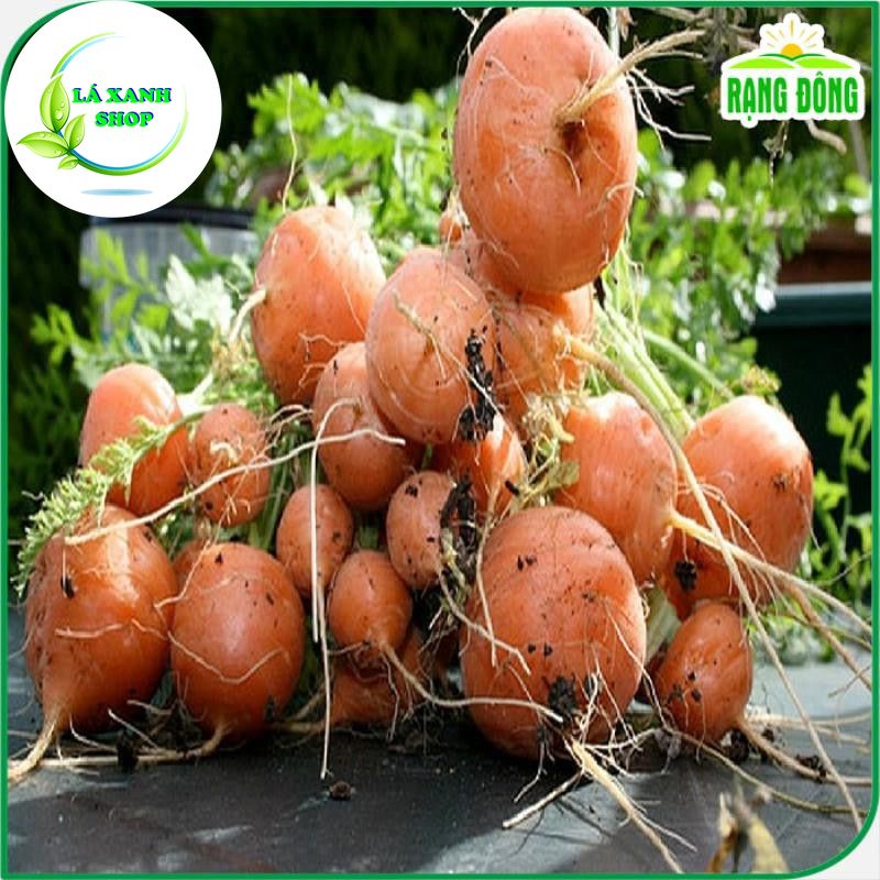 Hạt giống Cà Rốt Củ Tròn Dễ Chăm Sóc, Trồng Quanh Năm (gói 1 gram) - Hạt giống Rạng Đông