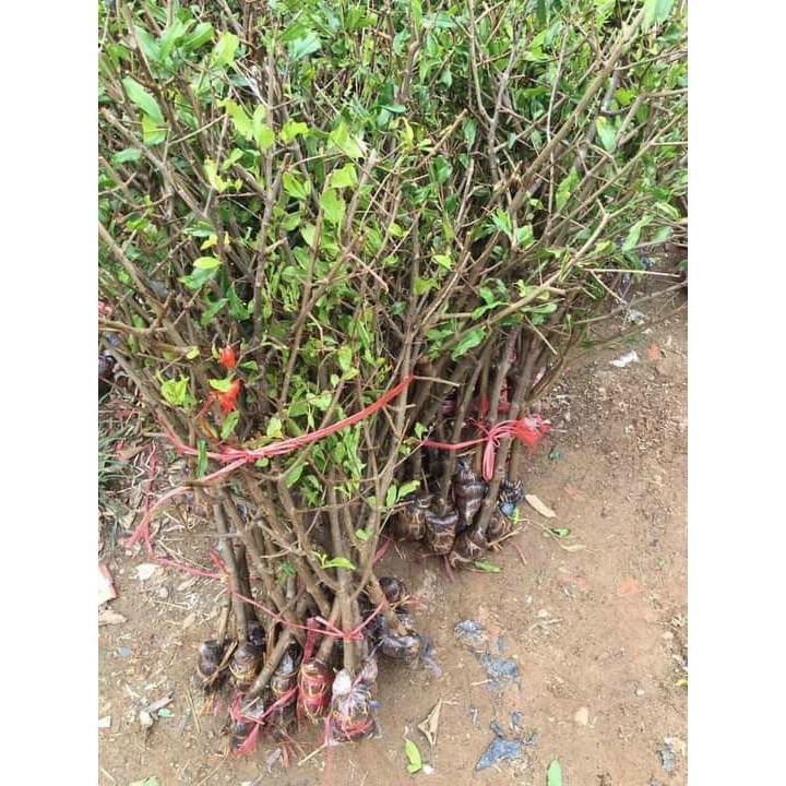 Cây giống lựu đỏ Ấn Độ - cây chiết cành cho trái sai - quả có màu đỏ đậm rực rỡ