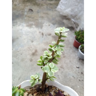 Sen đá đô la trắng size bầu (2 nhánh)