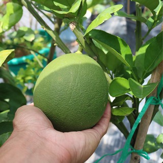 Cây giống bưởi da xanh, cây ăn quả bưởi vỏ xanh múi hồng