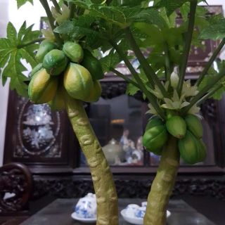 Cây giả đu đủ mini đôi để bàn trang trí