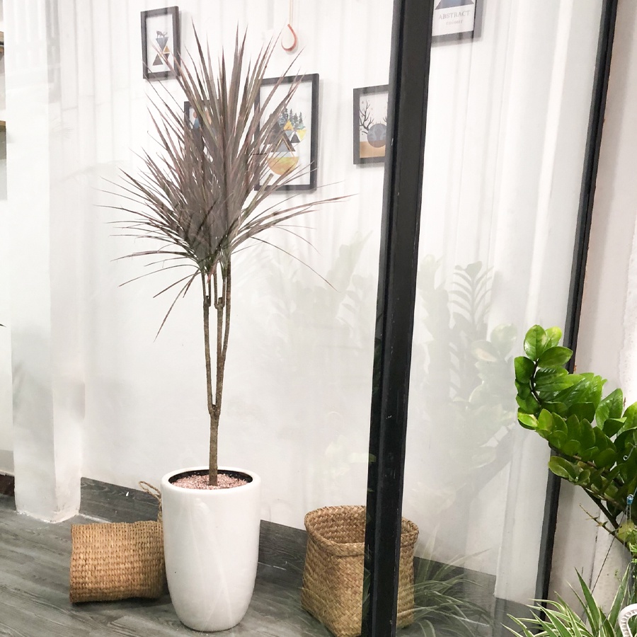 Cây Huyết Phất Dụ nội thất ( Huyết Dụ lá đỏ )