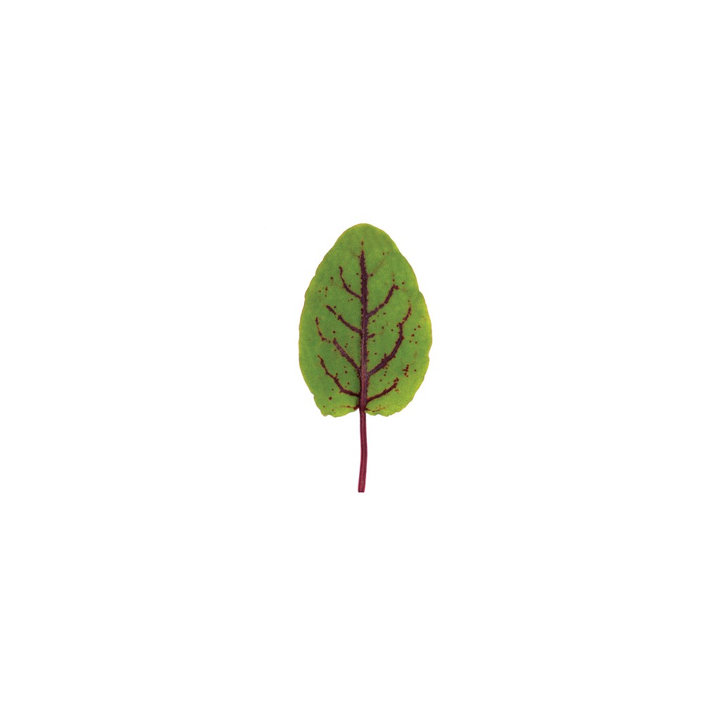 Hạt giống Sorrel (rau chua gân đỏ)