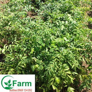 Combo 02 cây móc mật