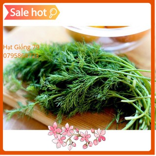 Hạt Giống Rau Thì Là Bốn Mùa Chịu Nhiệt (10 Gr) - Thơm, Bổ Dưỡng, Dễ Trồng