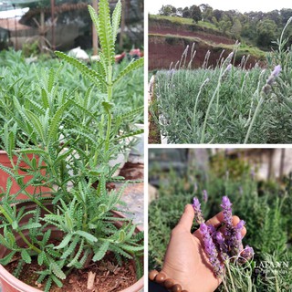 Hat giong cây hoa lavender hoa màu tím - cây khỏe giống dentata dtq1995