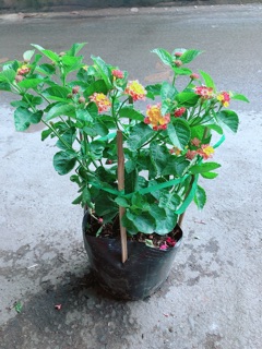Hoa Ngũ Sắc (có sẵn hoa)
