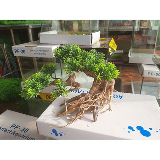 Cây bon sai làm bằng lũa trang trí hồ cá .Cây bon sai trang trí bể cá