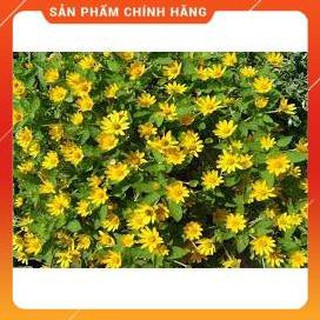 HẠT GIỐNG CÚC MẶT TRỜI GÓI 50 HẠT