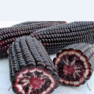 Hạt giống ngô nếp tím - gói 10gram -HGT
