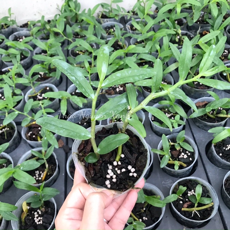 Trầm 6 Mắt Ươm kie Tự Nhiên Chuẩn Mặt Hoa Rất Thơm