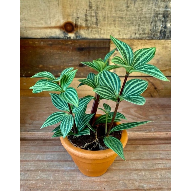 Chậu cứng Peperomia puteolata -Bình an