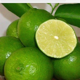 Cây giống Chanh Cao Sản ( SIÊU TRÁI NĂNG XUẤT CAO)