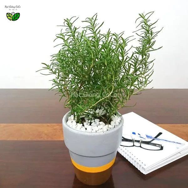 Hạt Giống Hương Thảo Rosemary Gói 10 Hạt, Nảy Mầm Tốt, Cây Khỏe