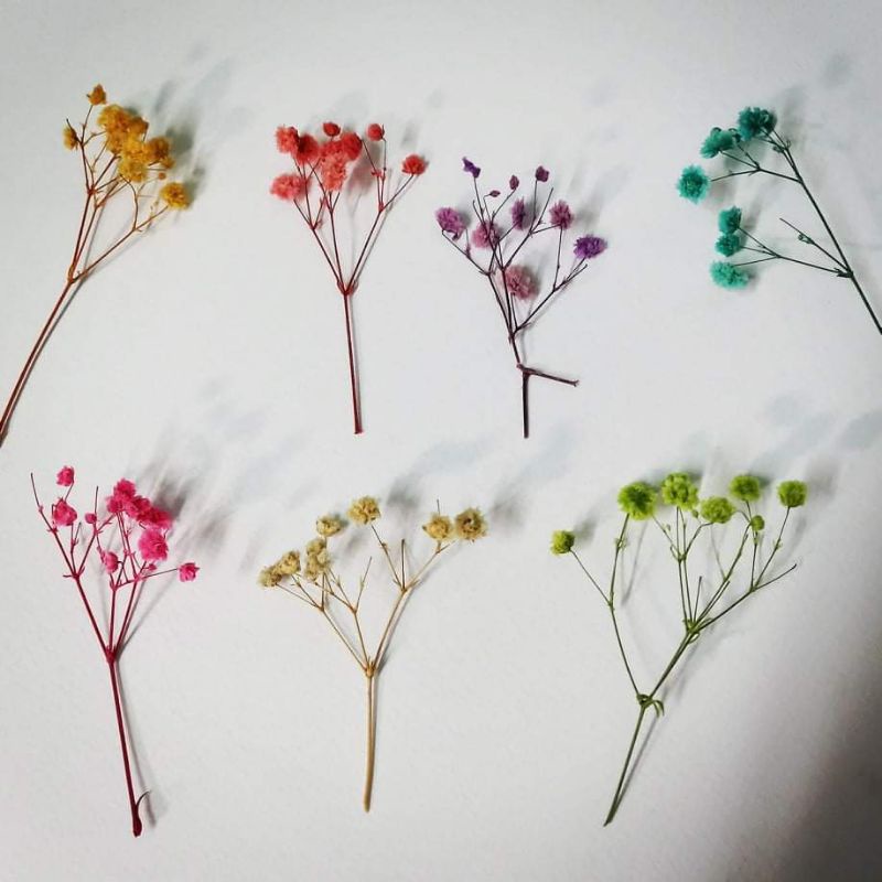 Đầu hoa baby sấy khô dùng trang trí thiệp, ly nước, bánh kem, resin, nến, xà phòng, handmade