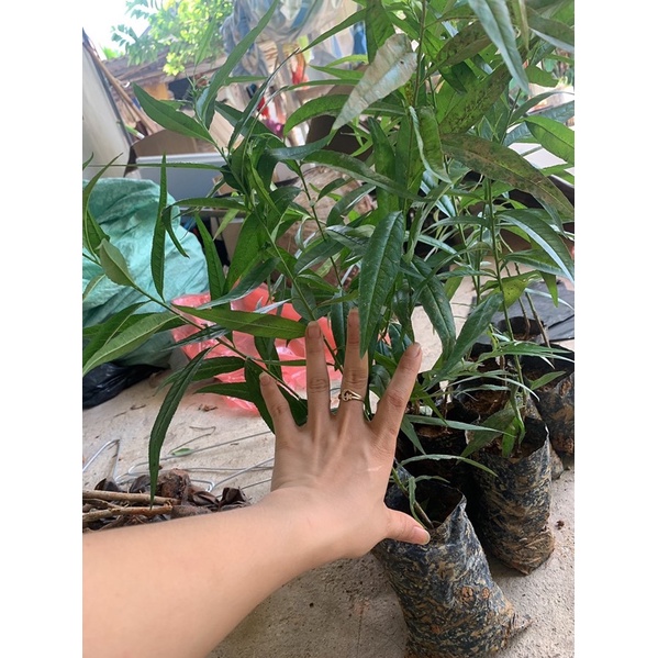 ĐÀO BÍCH PHAI Cây khoẻ đẹp