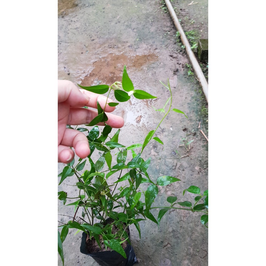 💙1 bầu 3 cây chè vằng sẻ 👇👆 TẶNG 10 HẠT GIỐNG SÂM BỐ CHÍNH 👇👆 Số lượng có hạn