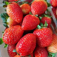 Dâu Sạch Má Trồng