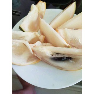 cây giống vú sữa vàng