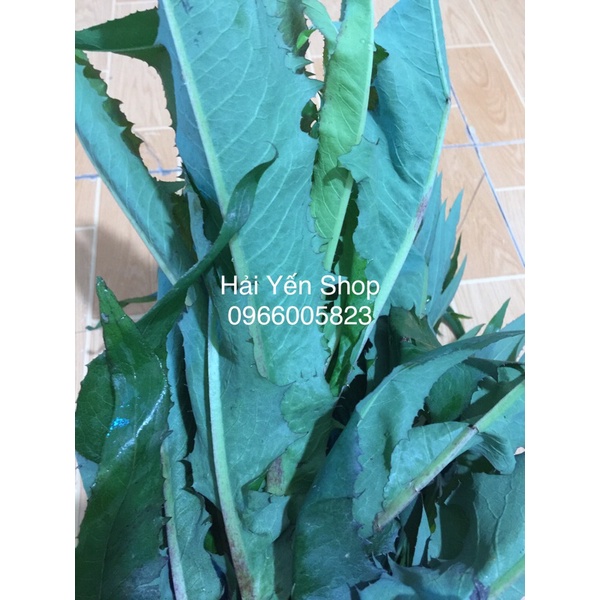 Bồ Công Anh sạch tươi_khô_cây giống